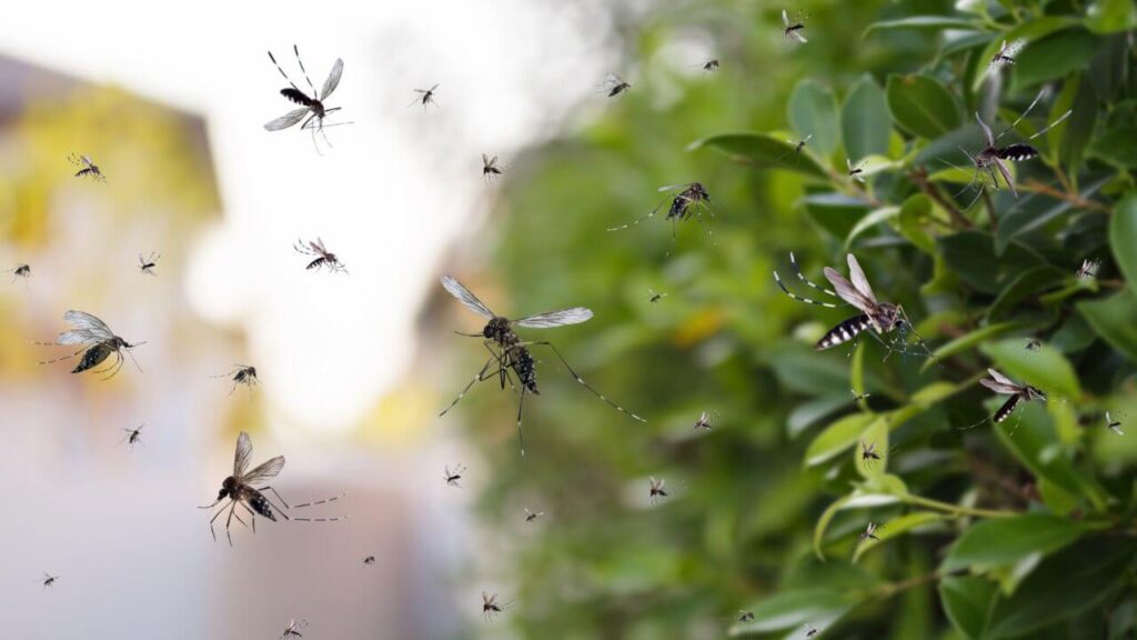 If mosquitos are overwhelming your yard, call the Greenville Mosquito Control and Treatment experts at Palmetto Mosquito and Fire Ant today to get rid of them. https://www.google.com/maps?cid=7681276375501986770