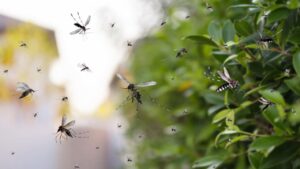 If mosquitos are overwhelming your yard, call the Greenville Mosquito Control and Treatment experts at Palmetto Mosquito and Fire Ant today to get rid of them. https://www.google.com/maps?cid=7681276375501986770
