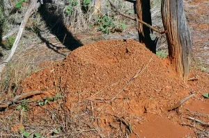 Do you have fire ants on your property, give the Greenville fire ant control specialists a call at Palmetto mosquito and fire ant in Greenville SC https://www.google.com/maps?cid=7681276375501986770