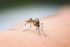 If you need to get rid of mosquitos in your yard, contact the Greenville Mosquito Control experts at Palmetto Mosquito and Fire Ant. https://www.google.com/maps?cid=7681276375501986770