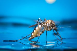 Mosquitos lay their eggs in standing water. Get rid of mosquitos in your yard by calling Palmetto Mosquito and Fire Ant at 864-327-6433 https://www.google.com/maps?cid=7681276375501986770