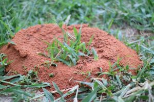 If you need fire ant mound removal, contact the Greenville Fire Ant Mound Removal experts at Palmetto Mosquito and Fire Ant. https://www.google.com/maps?cid=7681276375501986770