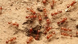 if you need fire ant removal, contact the Greenville Fire Ant Removal experts at Palmetto Mosquito and Fire Ant.https://www.google.com/maps?cid=7681276375501986770