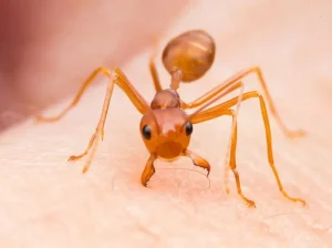 If you need fire ant extermination in Greenville, contact the professionals at Palmetto Mosquito and Fire Ant.https://www.google.com/maps?cid=7681276375501986770
