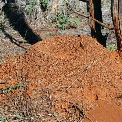 fire ant mound in Greenville SC Do you have fire ants on your property, give the Greenville fire ant control specialists a call at Palmetto mosquito and fire ant in Greenville SC https://www.google.com/maps?cid=7681276375501986770