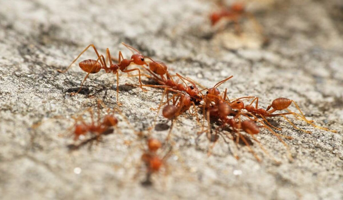 Problem with fire ants in Greenville SC Palmetto Mosquito and Fire Ant Are fire ants taking over your property? We can help! Call Palmetto Mosquito and Fire Ant in Greenville SC today! https://www.google.com/maps?cid=7681276375501986770